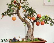 冬红果盆景栽培造型技术