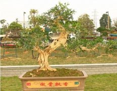 九里香盆景的养护管理