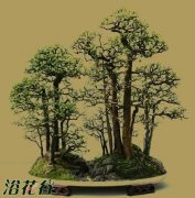 榔榆盆景的病害防治技术