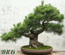 最值得收藏的盆景树种