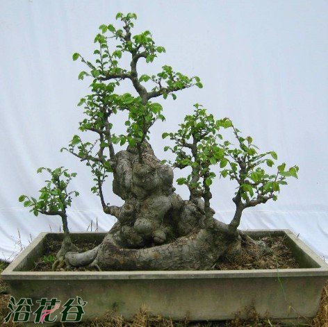 盆景树桩的促老催古技术