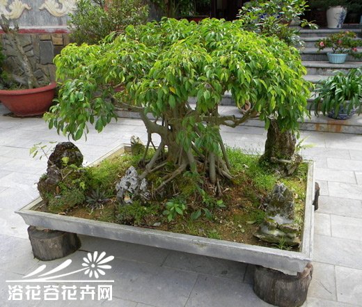 盆景花卉施肥要以有机肥为主