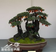 如何预防果树盆景冻害和抽条