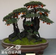 冬季果树盆景修剪技术
