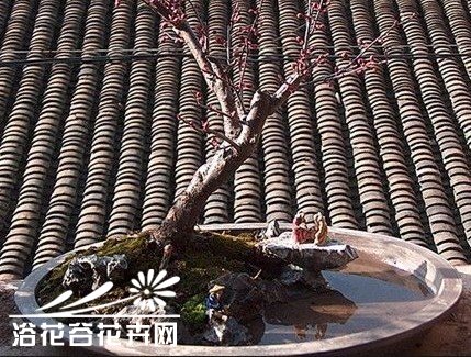 美人<a href='https://www.861230.com/guanhuazhiwu/9.html' target='_blank'><u>梅</u></a>制作的水旱盆景