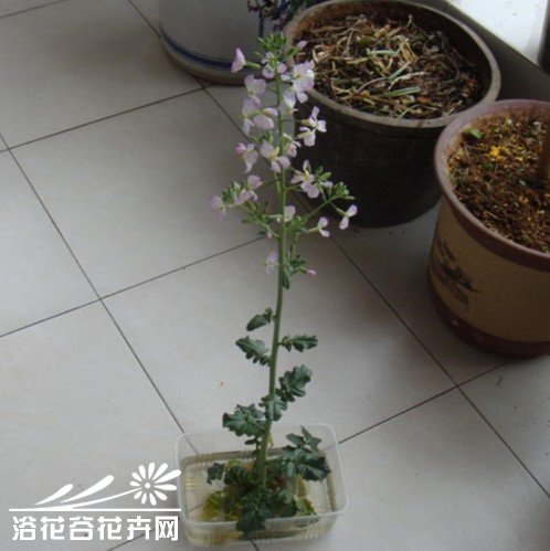 萝卜盆景的制作