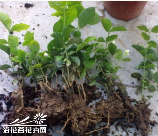 自己动手制做<a href='https://www.861230.com/guanhuazhiwu/10.html' target='_blank'><u>茉莉花</u></a>小盆景