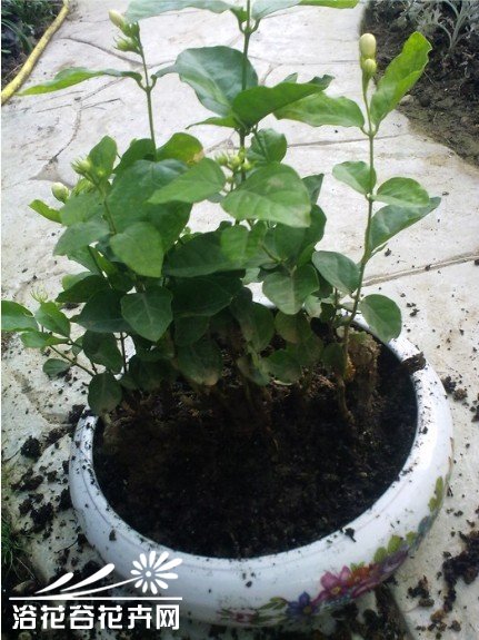 自己动手制做<a href='https://www.861230.com/guanhuazhiwu/10.html' target='_blank'><u>茉莉花</u></a>小盆景