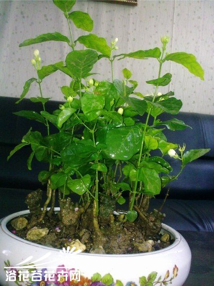 自己动手制做<a href='https://www.861230.com/guanhuazhiwu/10.html' target='_blank'><u>茉莉花</u></a>小盆景