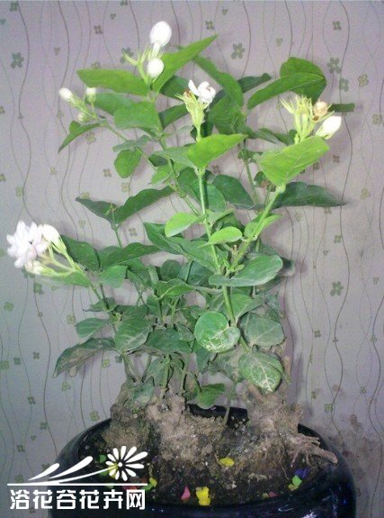 自己动手制做<a href='https://www.861230.com/guanhuazhiwu/10.html' target='_blank'><u>茉莉花</u></a>小盆景
