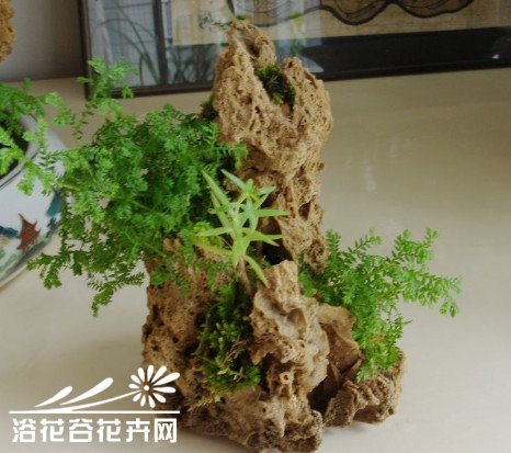 亲手教你制作山水植物盆景