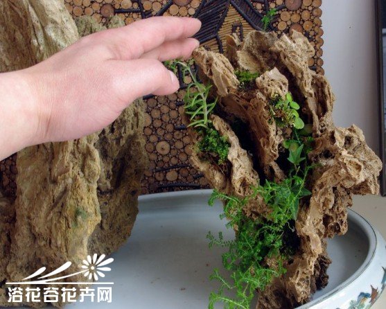 亲手教你制作山水植物盆景