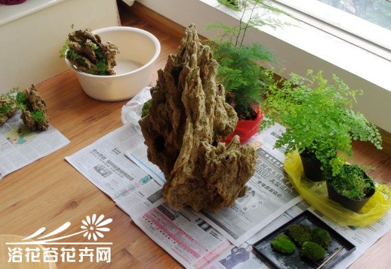 亲手教你制作山水植物盆景