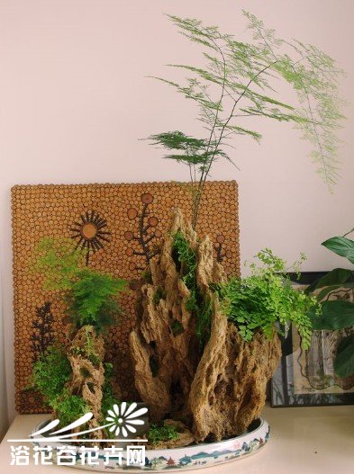 亲手教你制作山水植物盆景
