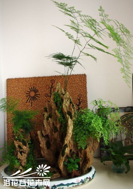 亲手教你制作山水植物盆景
