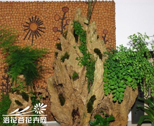 亲手教你制作山水植物盆景