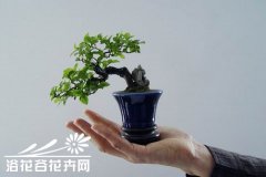 盆景造型技术的变态终极技法