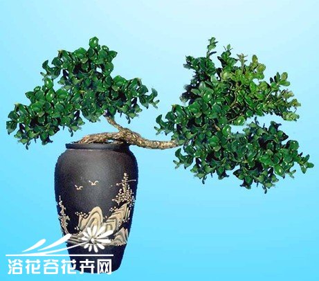 珍珠黄杨盆景的养护与管理