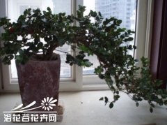 大花假虎刺盆景的制作与管理