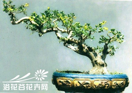 大叶黄杨盆景的制作与管理