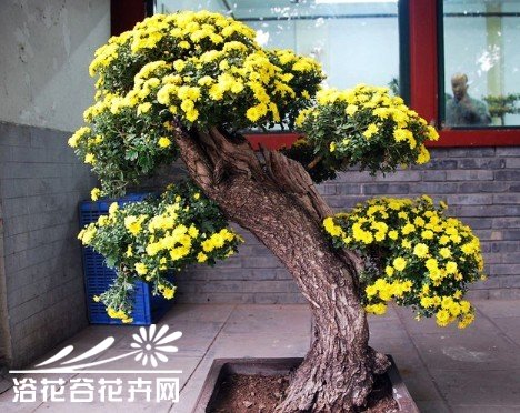 附木小菊盆景的枯桩选制