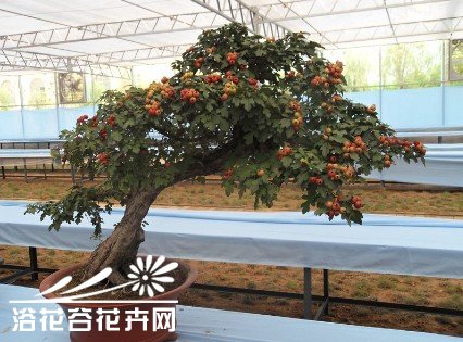 山楂盆景的制作与养护