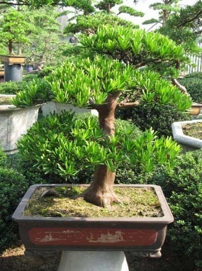桑树盆景的制作与管理