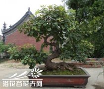 黄栌盆景的制作养护
