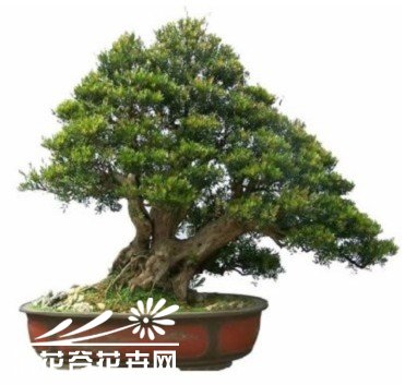 赤楠盆景养护管理和观赏