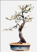 红叶李盆景的制作与管理