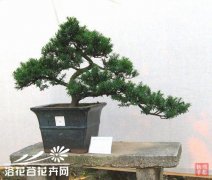 专家讲:罗汉松的造型