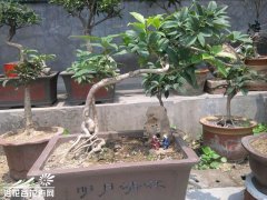 桂花盆景造型之修剪方法