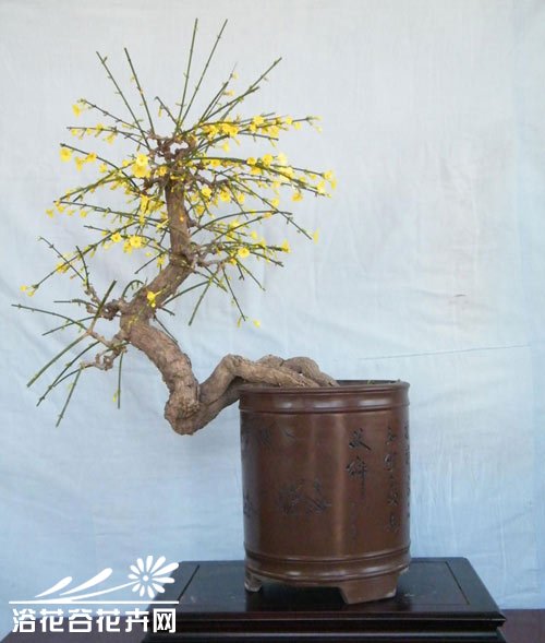 迎春花盆景的制作方法