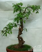 合欢树盆景制作方法及管理(图)