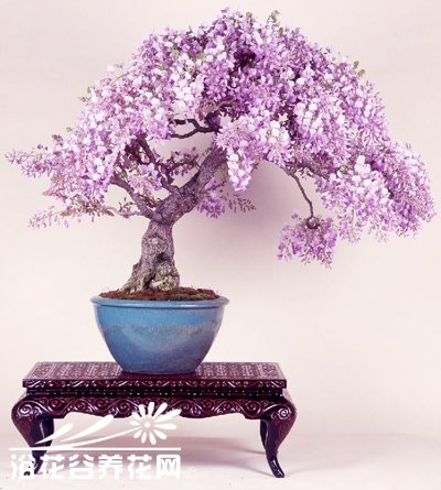 <a href='https://www.861230.com/guanhuazhiwu/6605.html' target='_blank'><u>紫藤</u></a>盆景培育方法