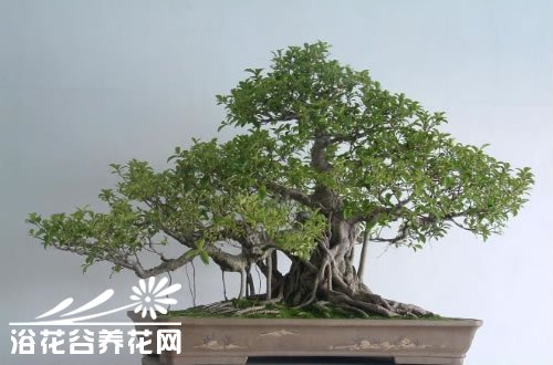 如何让盆景树露根