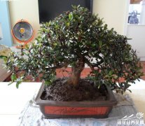 中华蚊母的制作与养护
