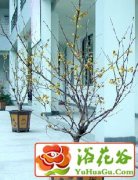 盆栽梅花的栽培管理