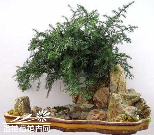 澳洲杉养殖方法