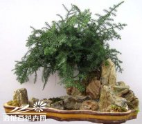 澳洲杉养殖方法