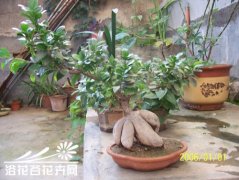 如何养地瓜榕