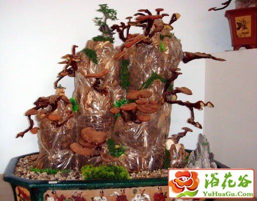 活体灵芝盆景