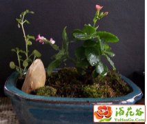 如何制作养护连翘盆景