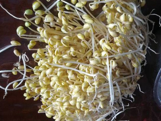 生黄豆芽