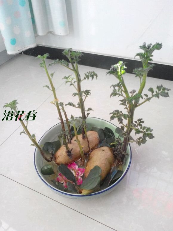 水培土豆