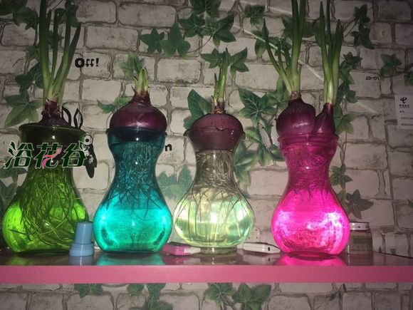 水培洋葱