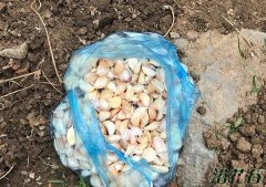 自家阳台种大蒜的方法和时间