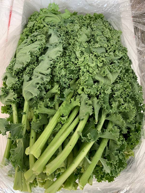 羽衣甘蓝