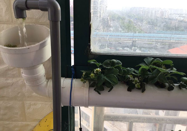 水培草莓