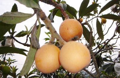 枇杷果